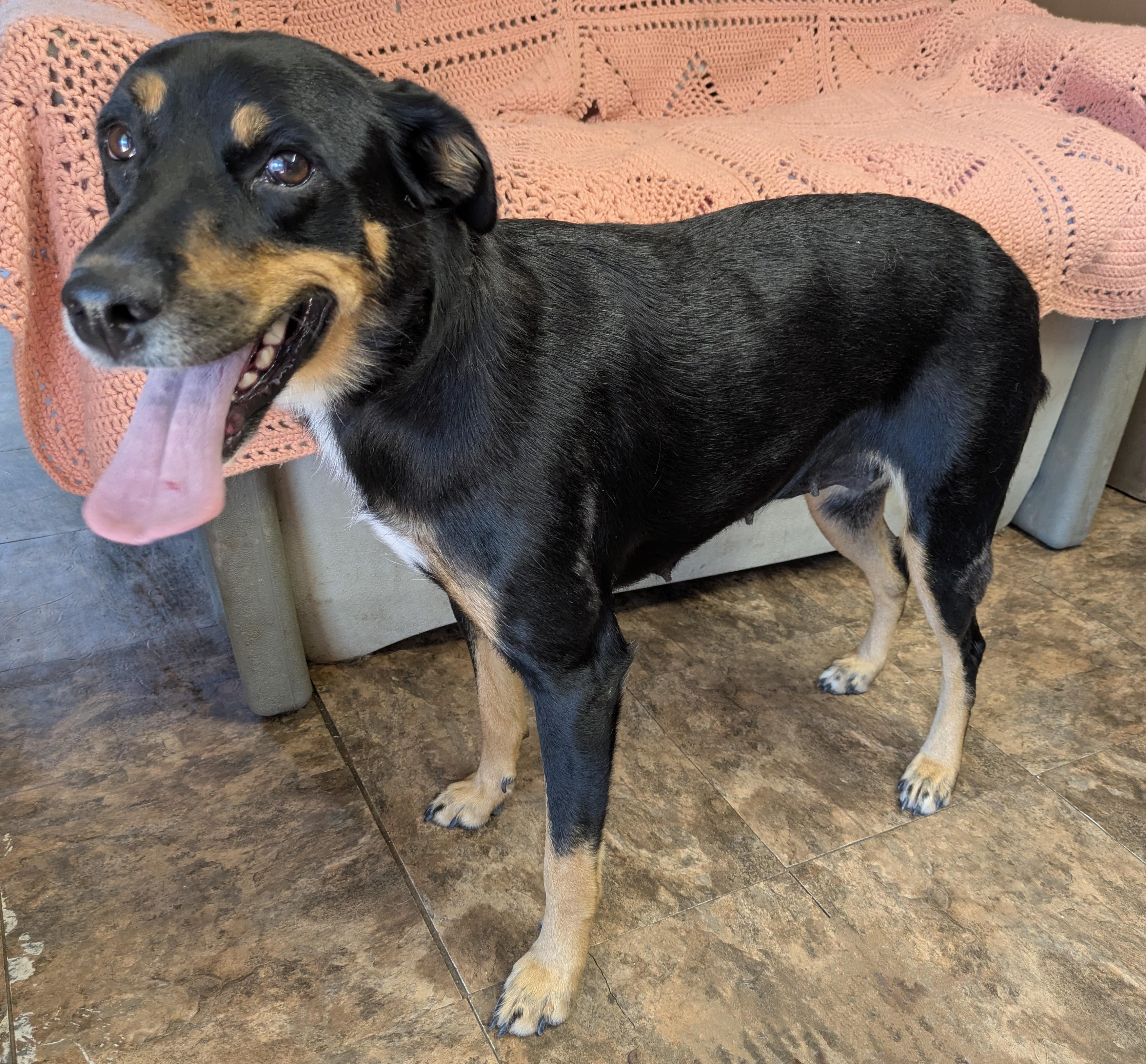 SHEILA, a Adoptable mixed breed in Lebanon, TN image 2/4