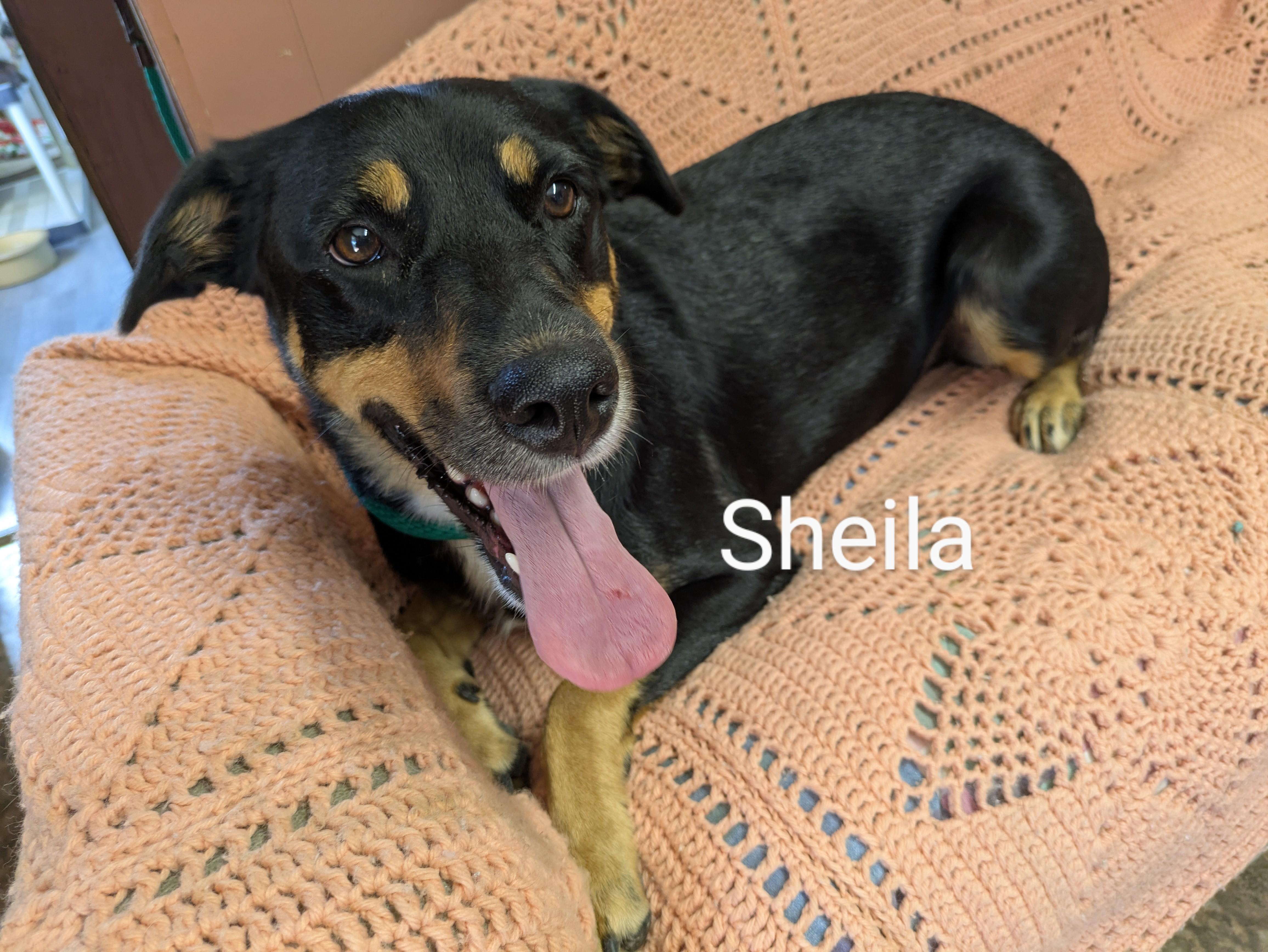 SHEILA, a Adoptable mixed breed in Lebanon, TN image 3/4