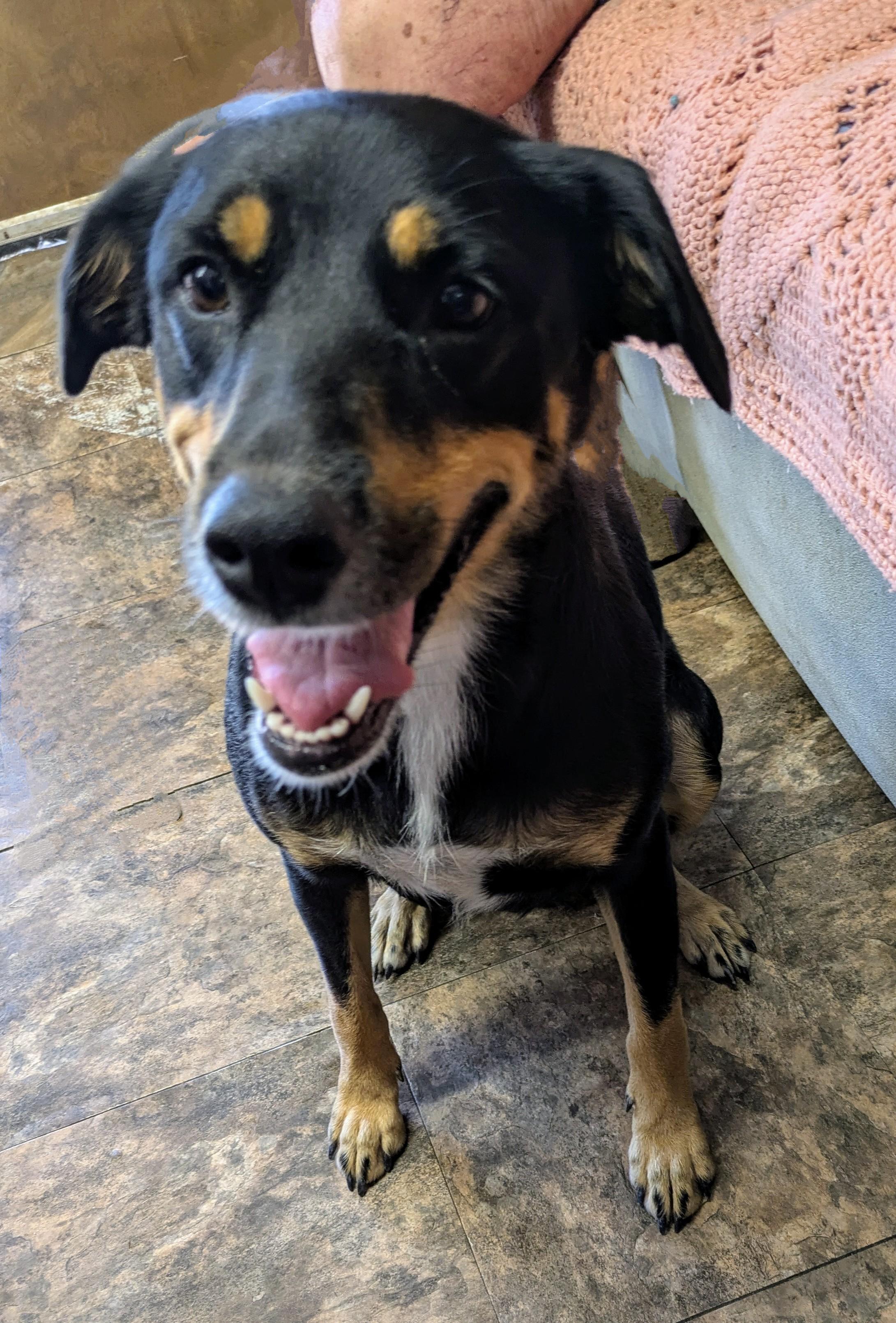 SHEILA, a Adoptable mixed breed in Lebanon, TN image 4/4