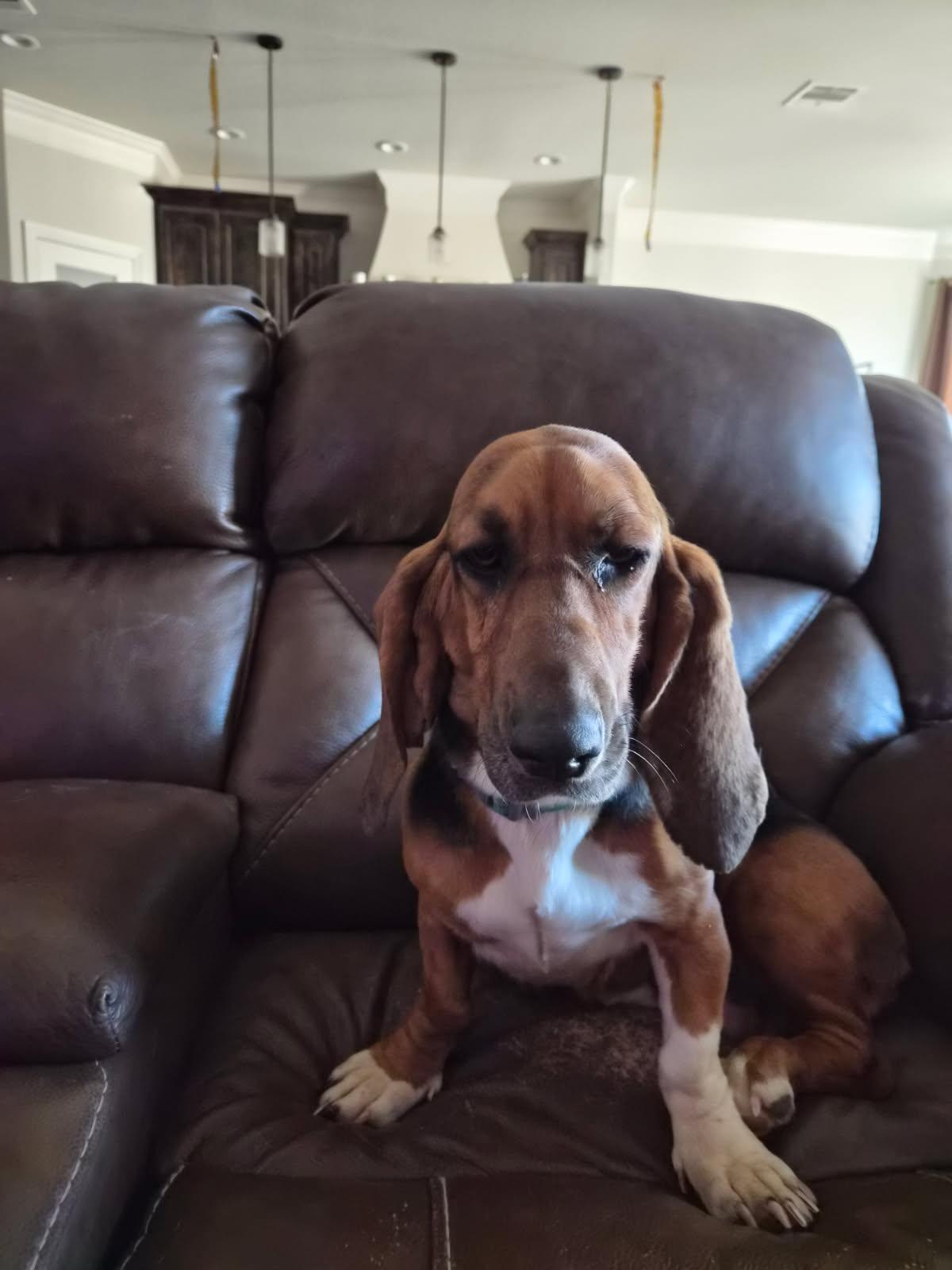 Enlarge Lainey, a Adopted Basset Hound in Grapevine, TX image 1/3