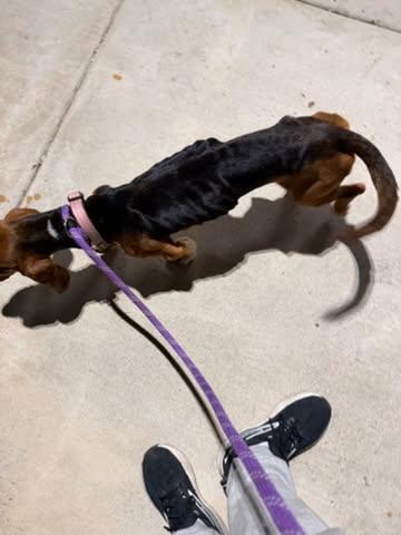 Enlarge Lainey, a Adopted Basset Hound in Grapevine, TX image 2/3