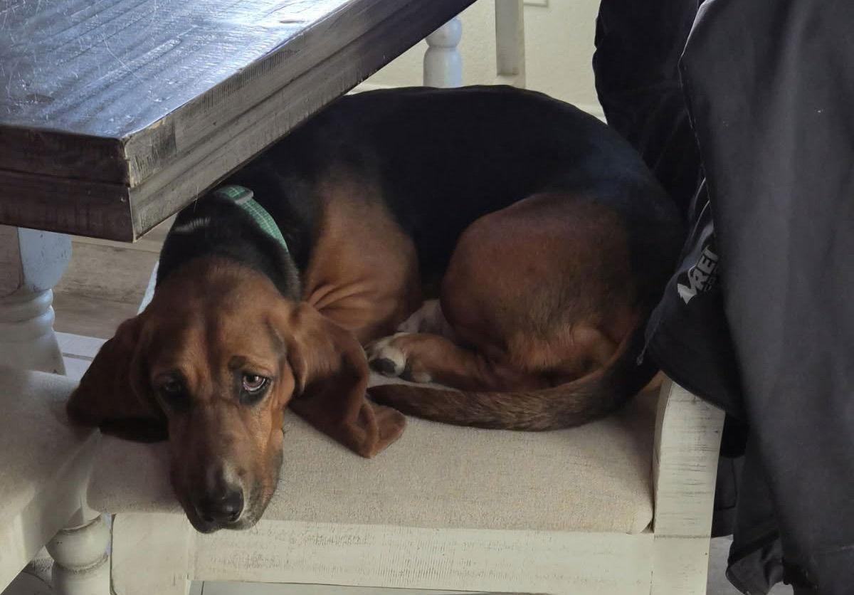 Enlarge Lainey, a Adopted Basset Hound in Grapevine, TX image 3/3