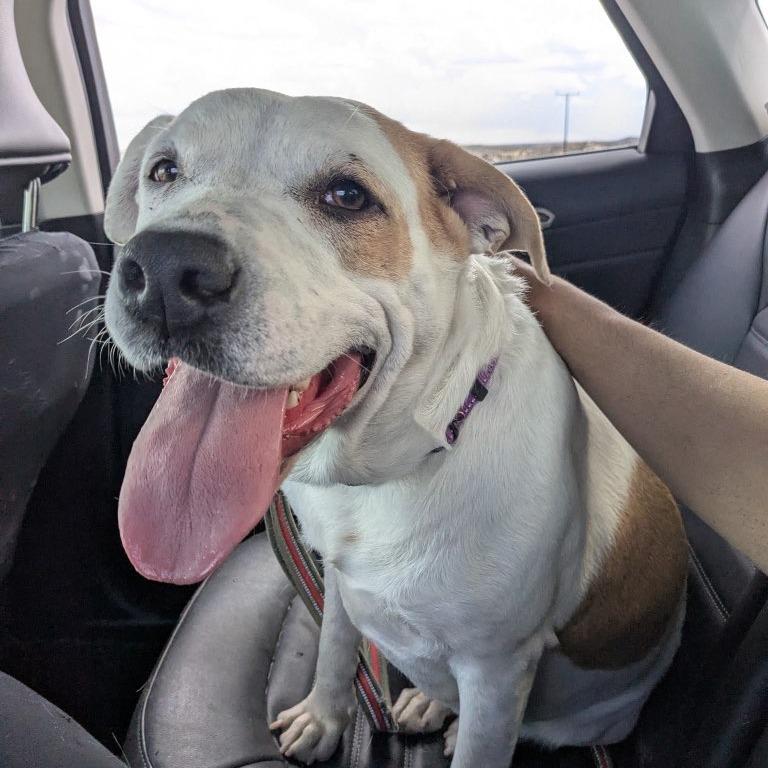 Maple, a Adoptable mixed breed in Fort Collins, CO image 2/4