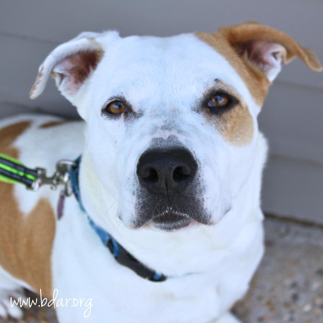 Maple, a Adoptable mixed breed in Fort Collins, CO image 3/4