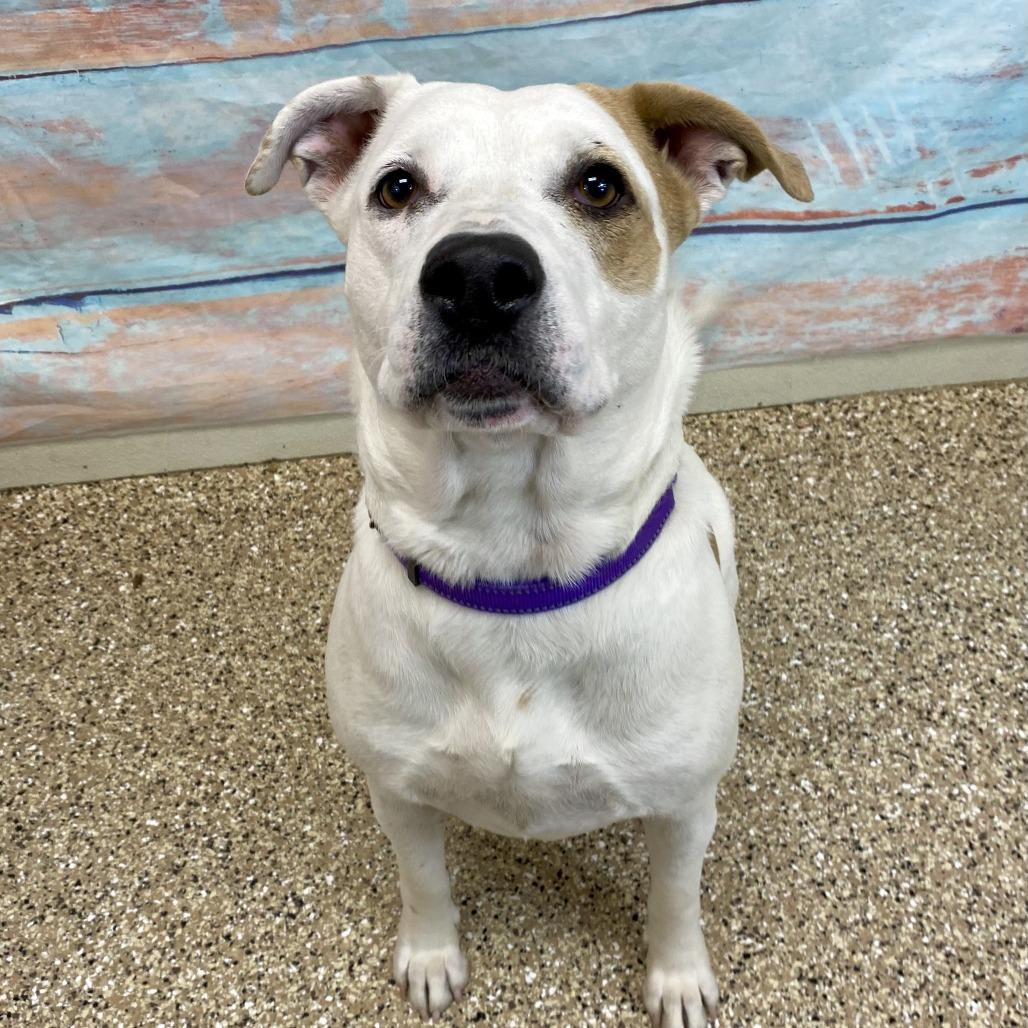 Maple, a Adoptable mixed breed in Fort Collins, CO image 4/4