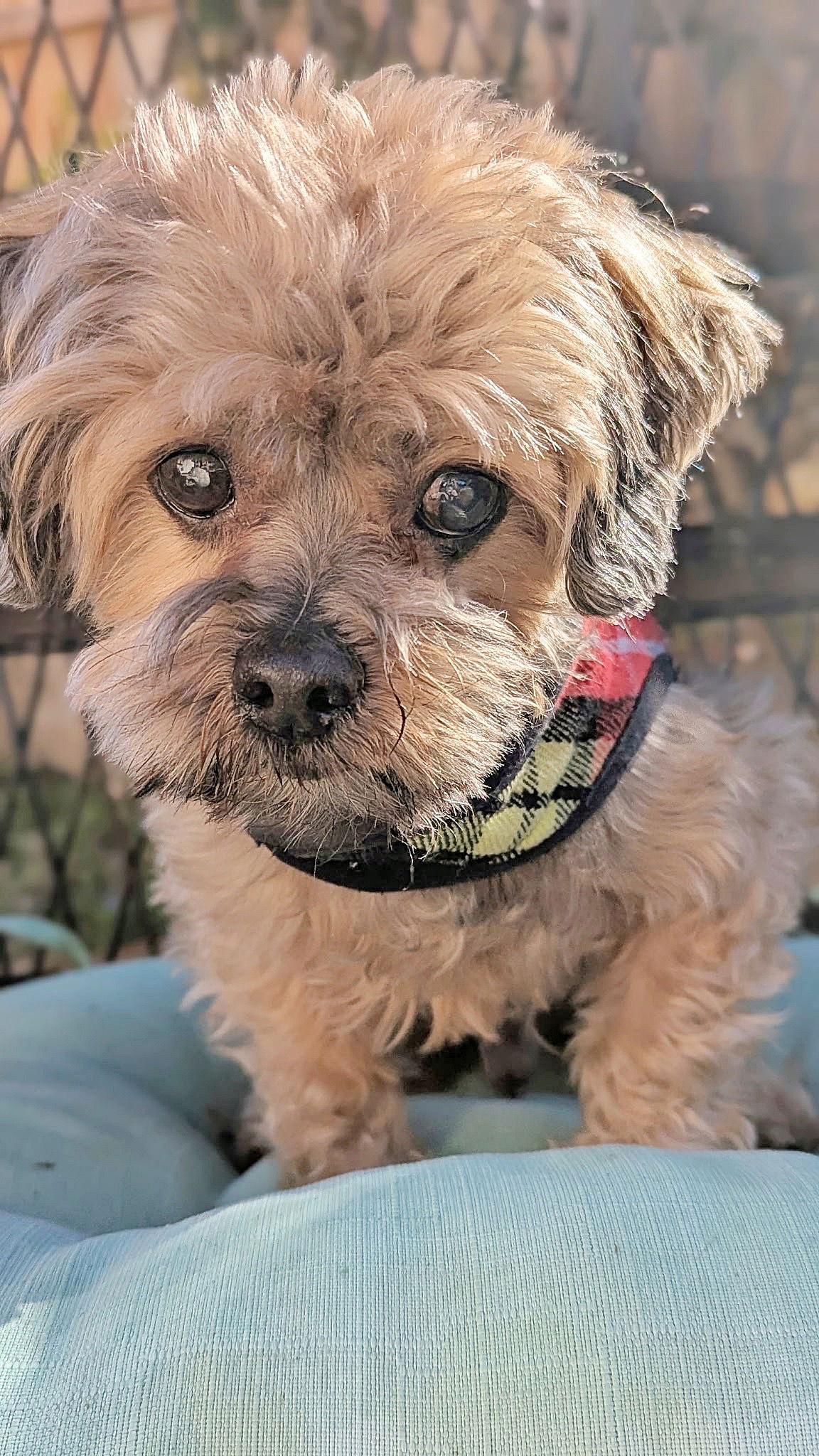 *Sasquatch Cryptid, Adoptable, Senior Male Yorkshire Terrier & Maltese.