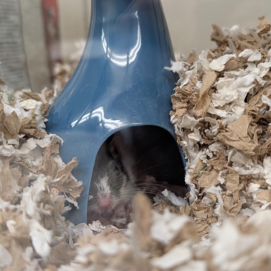 Enlarge Oreo, a ADOPTABLE Gerbil in Coquitlam, BC image 1/2