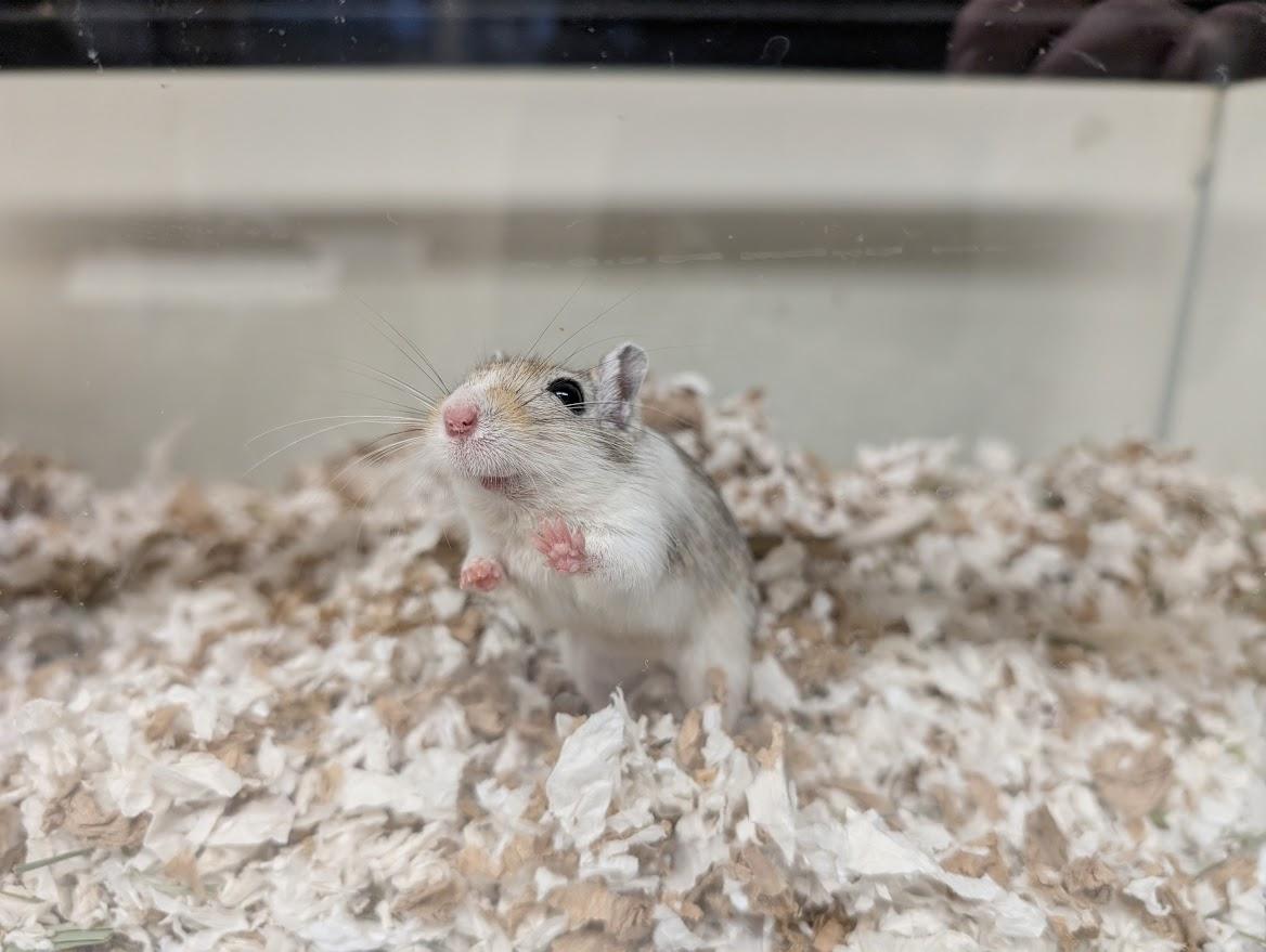 Oreo and Cream, ADOPTABLE, Adult Female Gerbil.