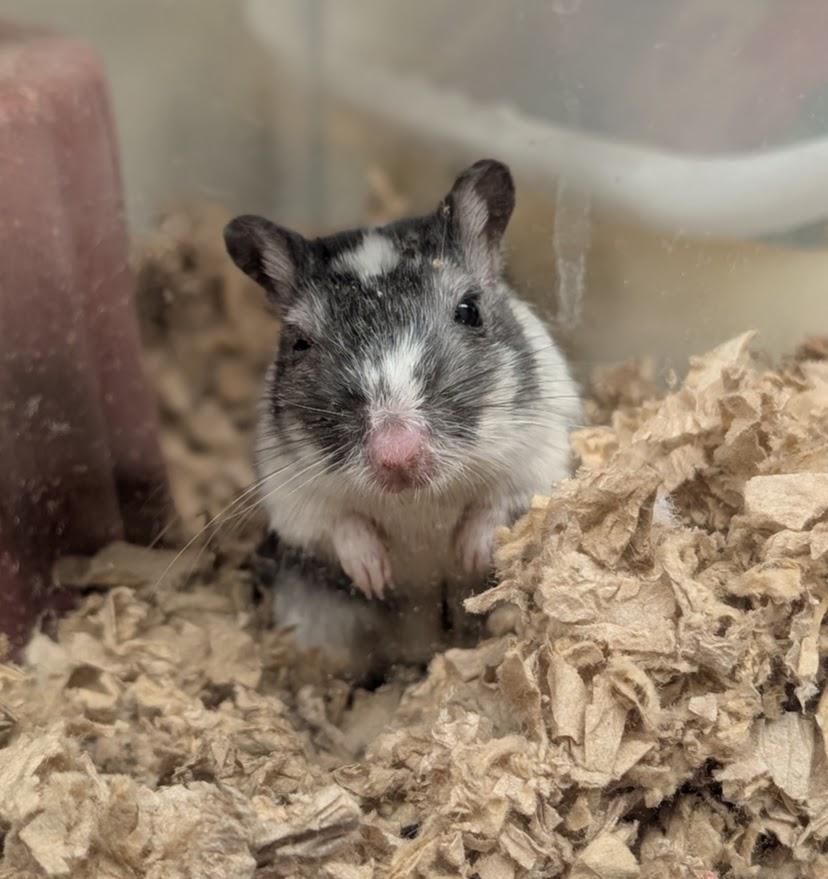 Oreo, ADOPTABLE, Adult Female Gerbil.