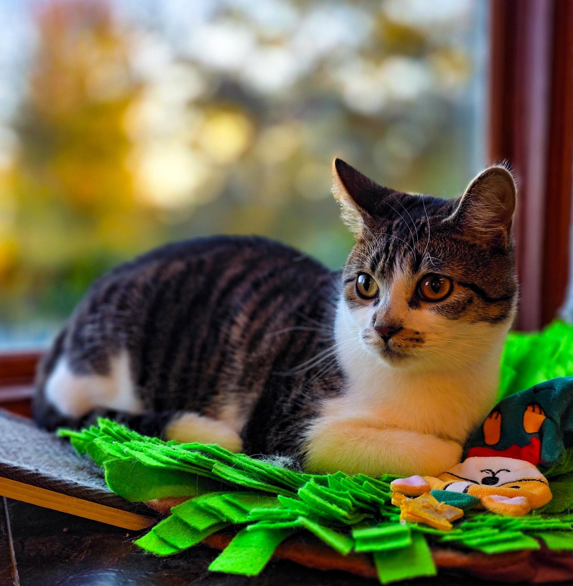 Kabocha, a Adoptable Domestic Medium Hair in Sterling Heights, MI image 5/5