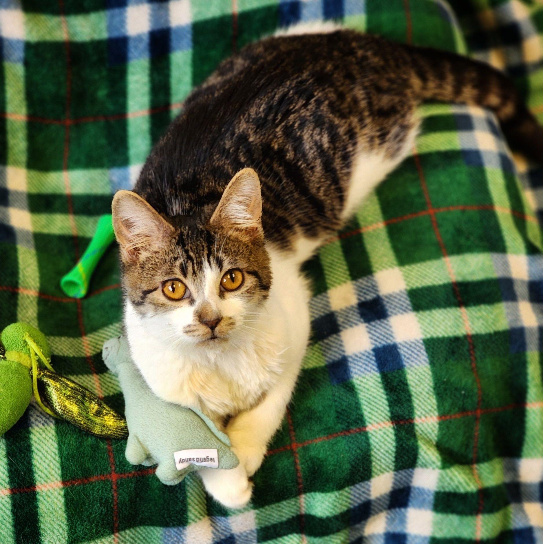 Kabocha, a Adoptable Domestic Medium Hair in Sterling Heights, MI image 3/5