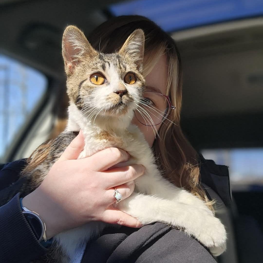 Kabocha, a Adoptable Domestic Medium Hair in Sterling Heights, MI image 4/5