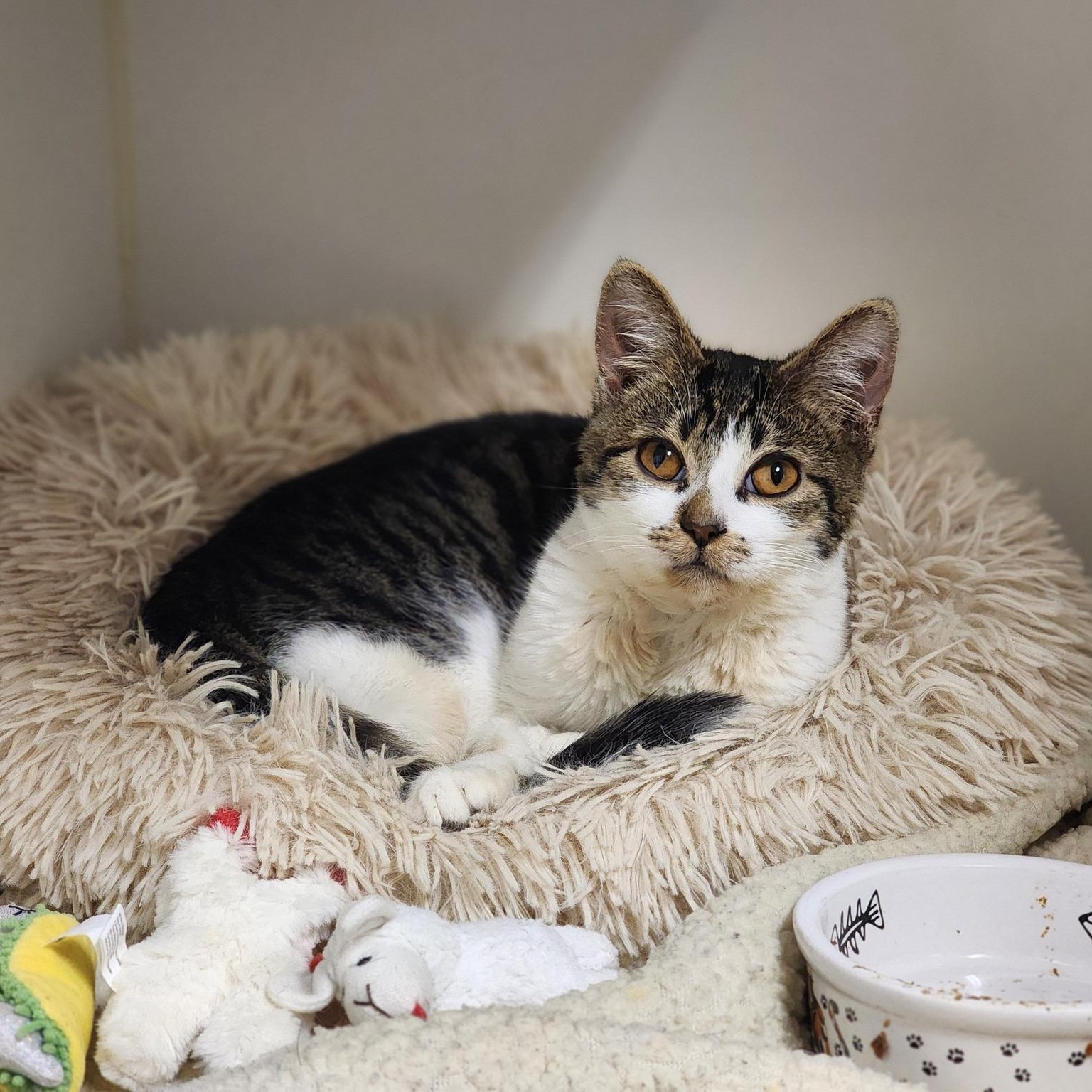 Kabocha, a Adoptable Domestic Medium Hair in Sterling Heights, MI image 2/5