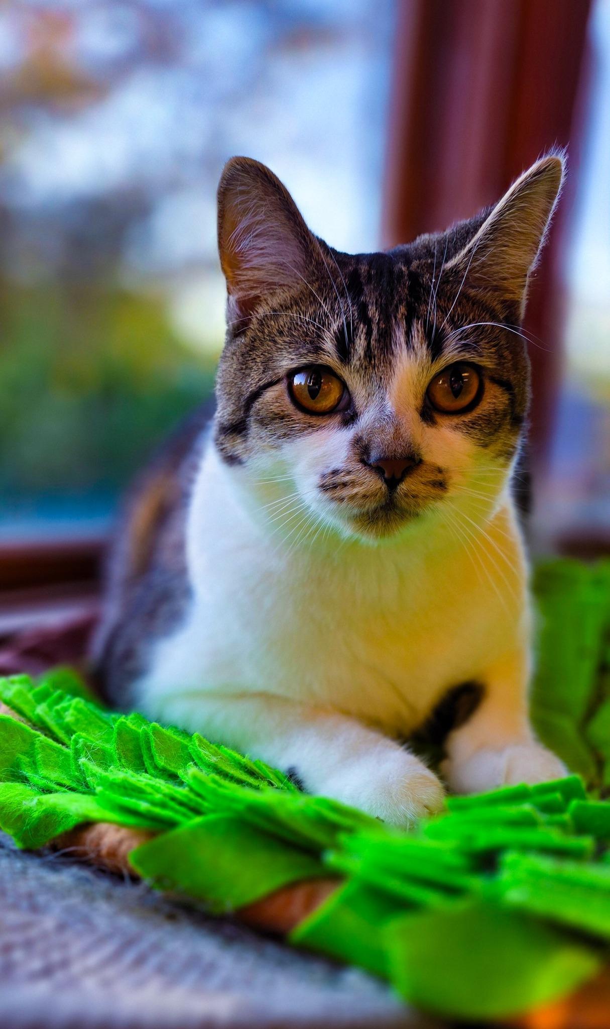 Kabocha, a Adoptable Domestic Medium Hair in Sterling Heights, MI image 1/5