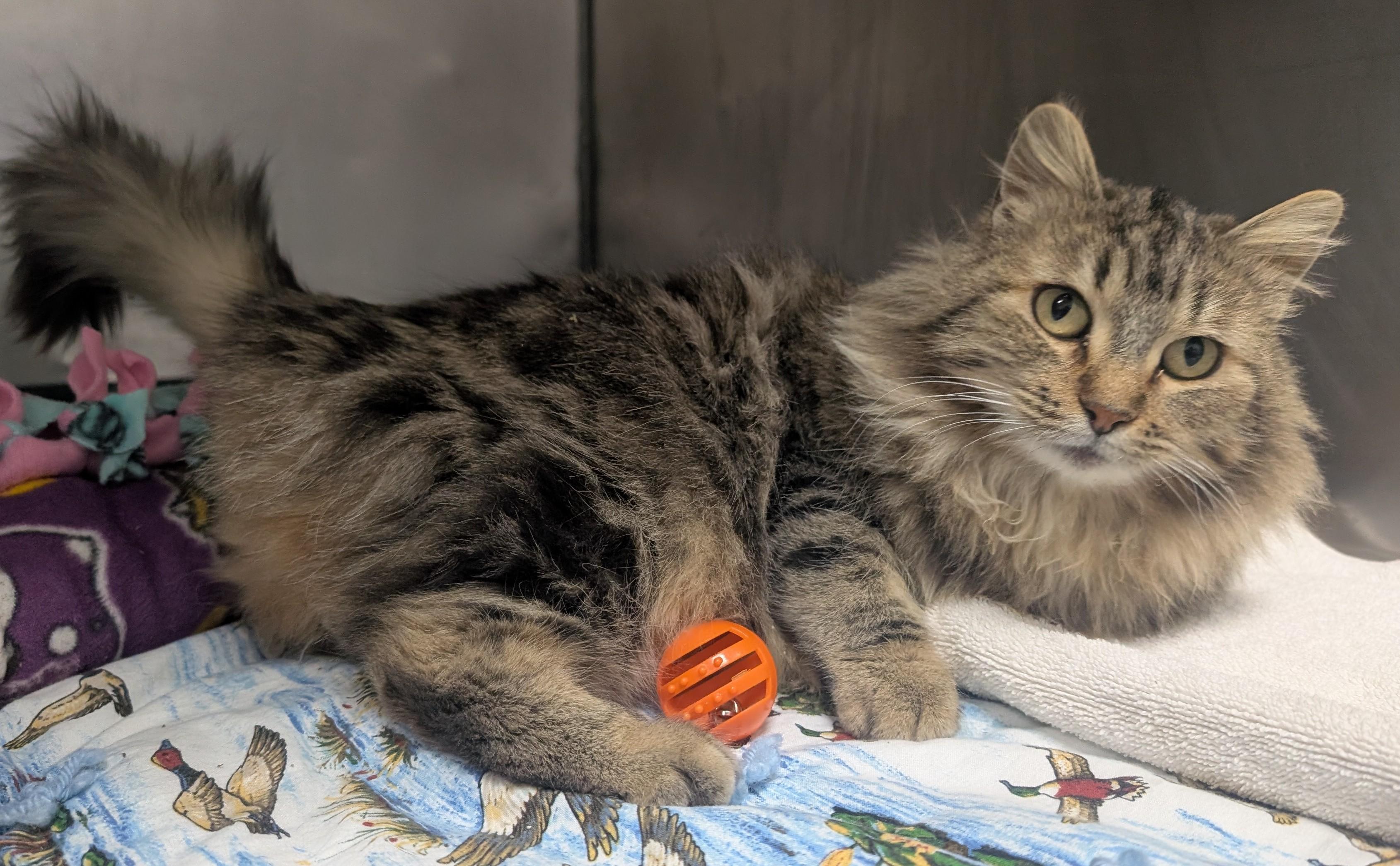 Marmalade, a ADOPTABLE Domestic Long Hair in New Ulm, MN image 2/4