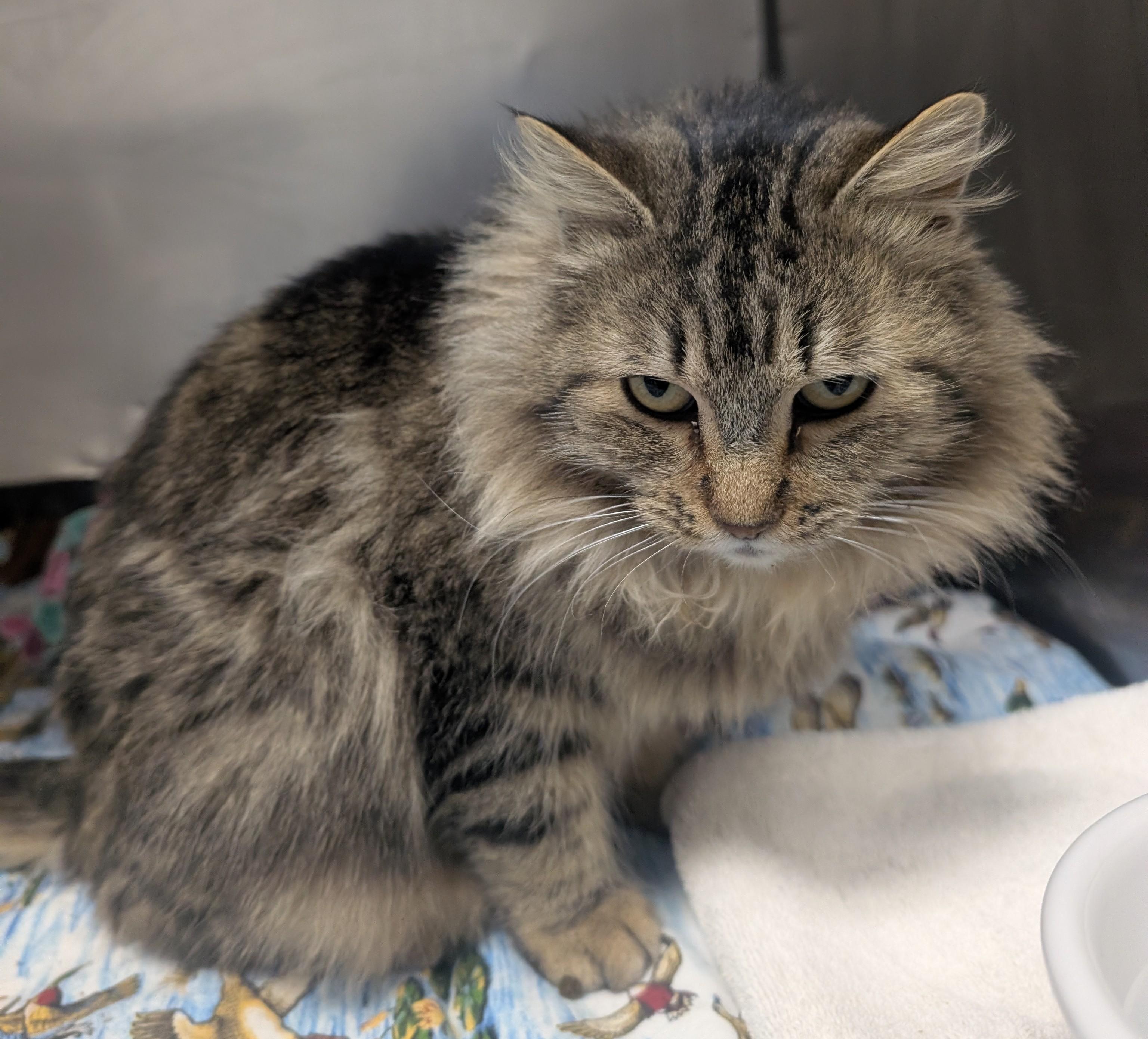 Marmalade, a ADOPTABLE Domestic Long Hair in New Ulm, MN image 3/4