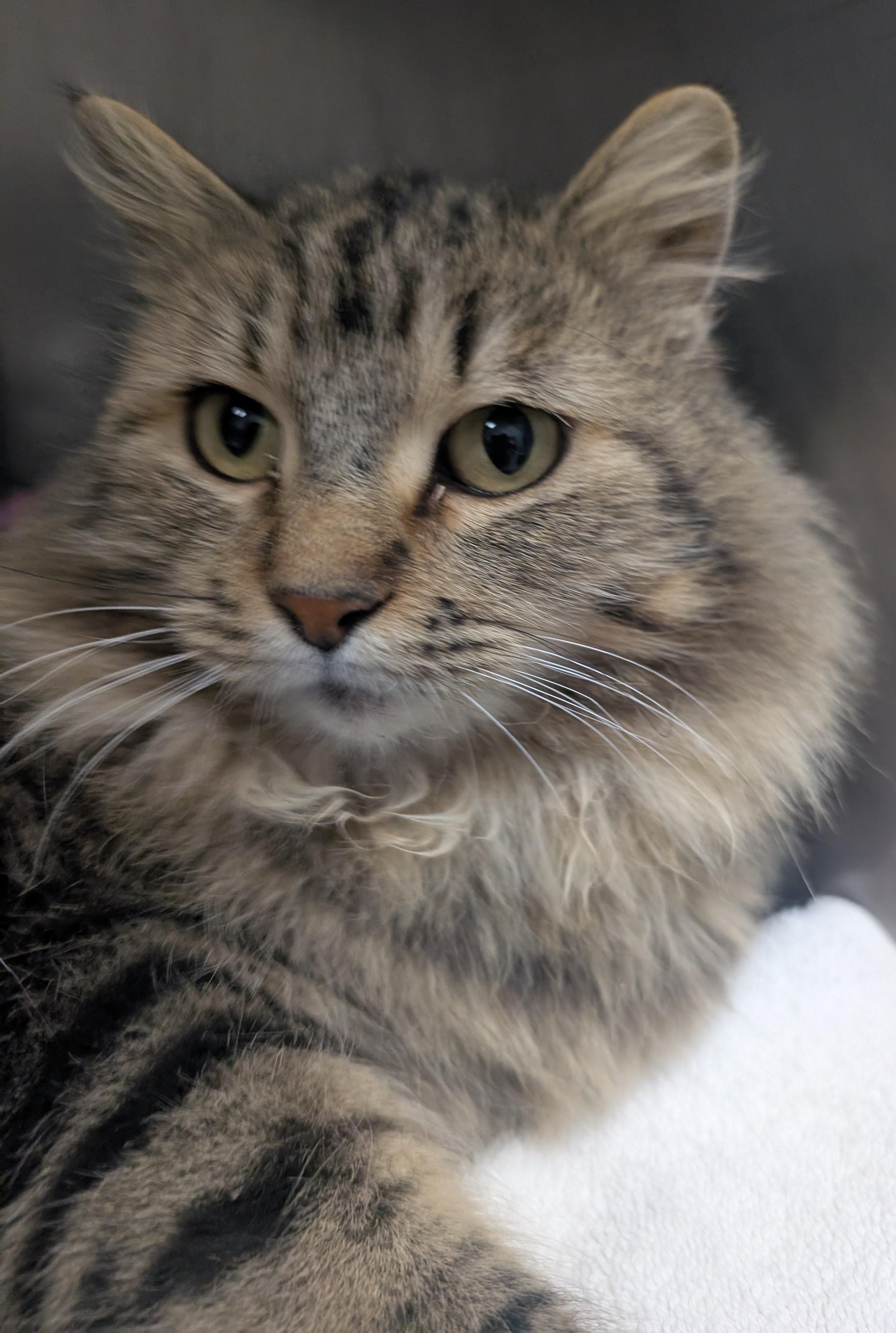 Marmalade, a ADOPTABLE Domestic Long Hair in New Ulm, MN image 1/4