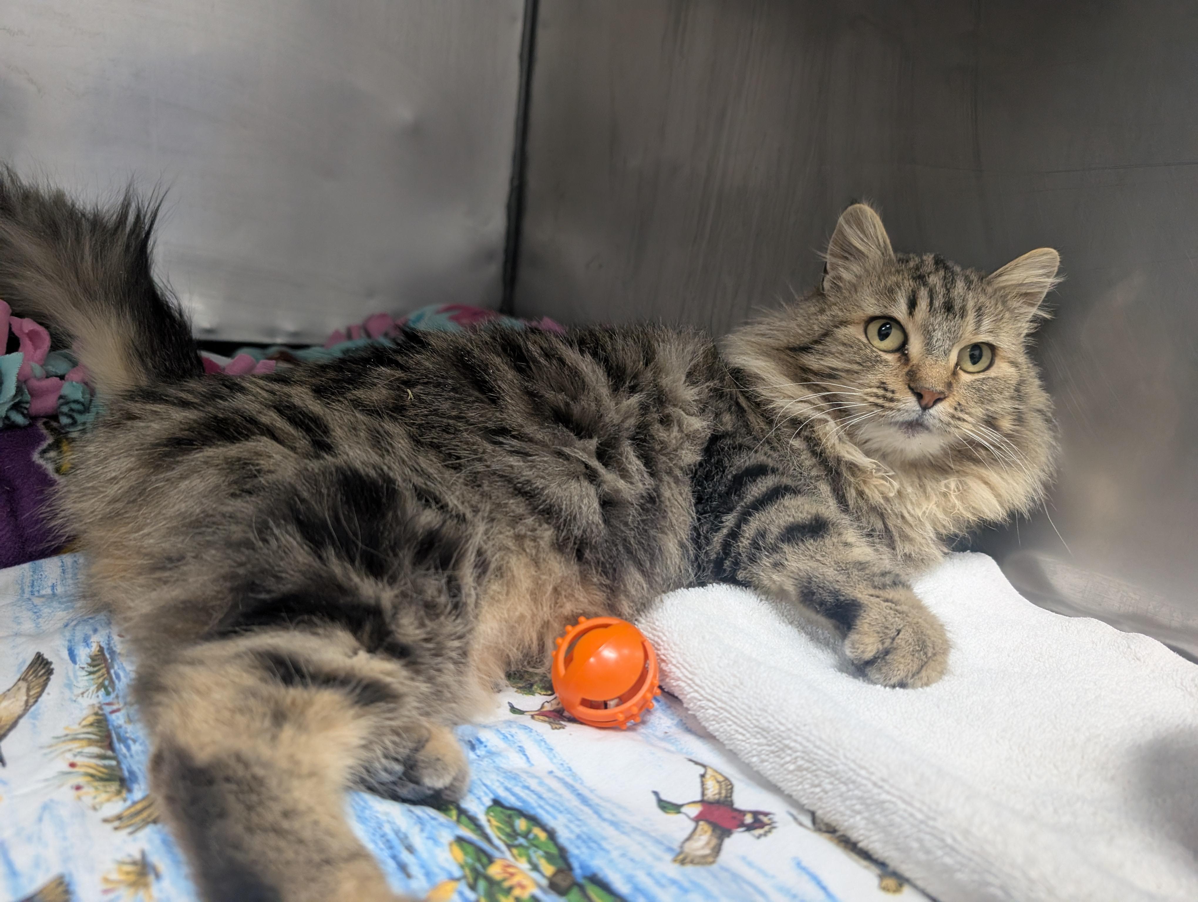 Marmalade, a ADOPTABLE Domestic Long Hair in New Ulm, MN image 4/4