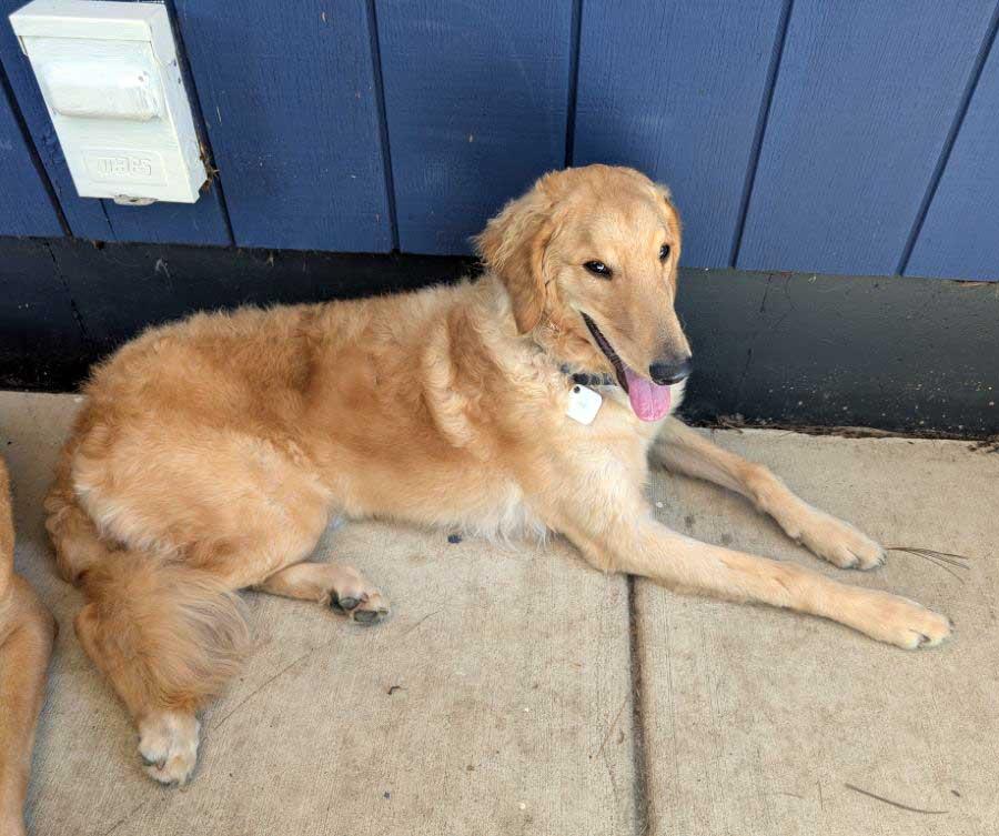 Enlarge Frankie, a Adopted mixed breed in Mchenry, IL image 1/1