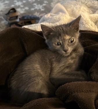 Heidi, Adoptable, Kitten Female Tabby.