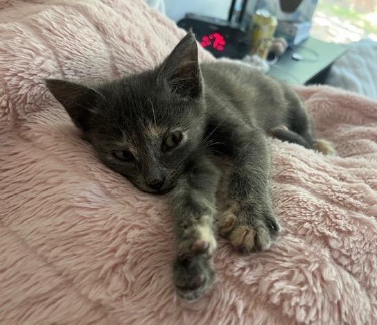 Enlarge Heidi, a Adoptable Tabby in San Antonio, TX image 2/6