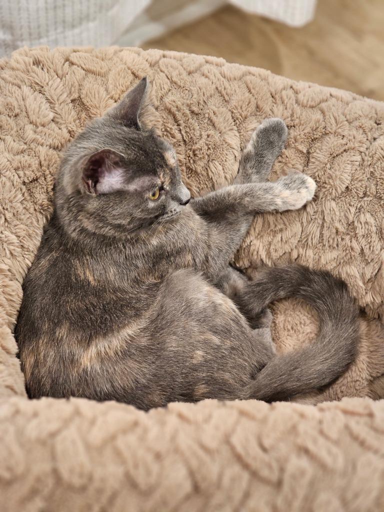 Enlarge Heidi, a Adoptable Tabby in San Antonio, TX image 3/6