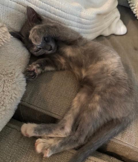 Enlarge Heidi, a Adoptable Tabby in San Antonio, TX image 4/6