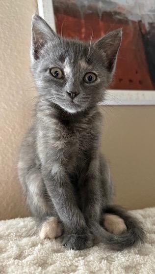 Enlarge Heidi, a Adoptable Tabby in San Antonio, TX image 5/6