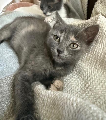 Enlarge Heidi, a Adoptable Tabby in San Antonio, TX image 6/6