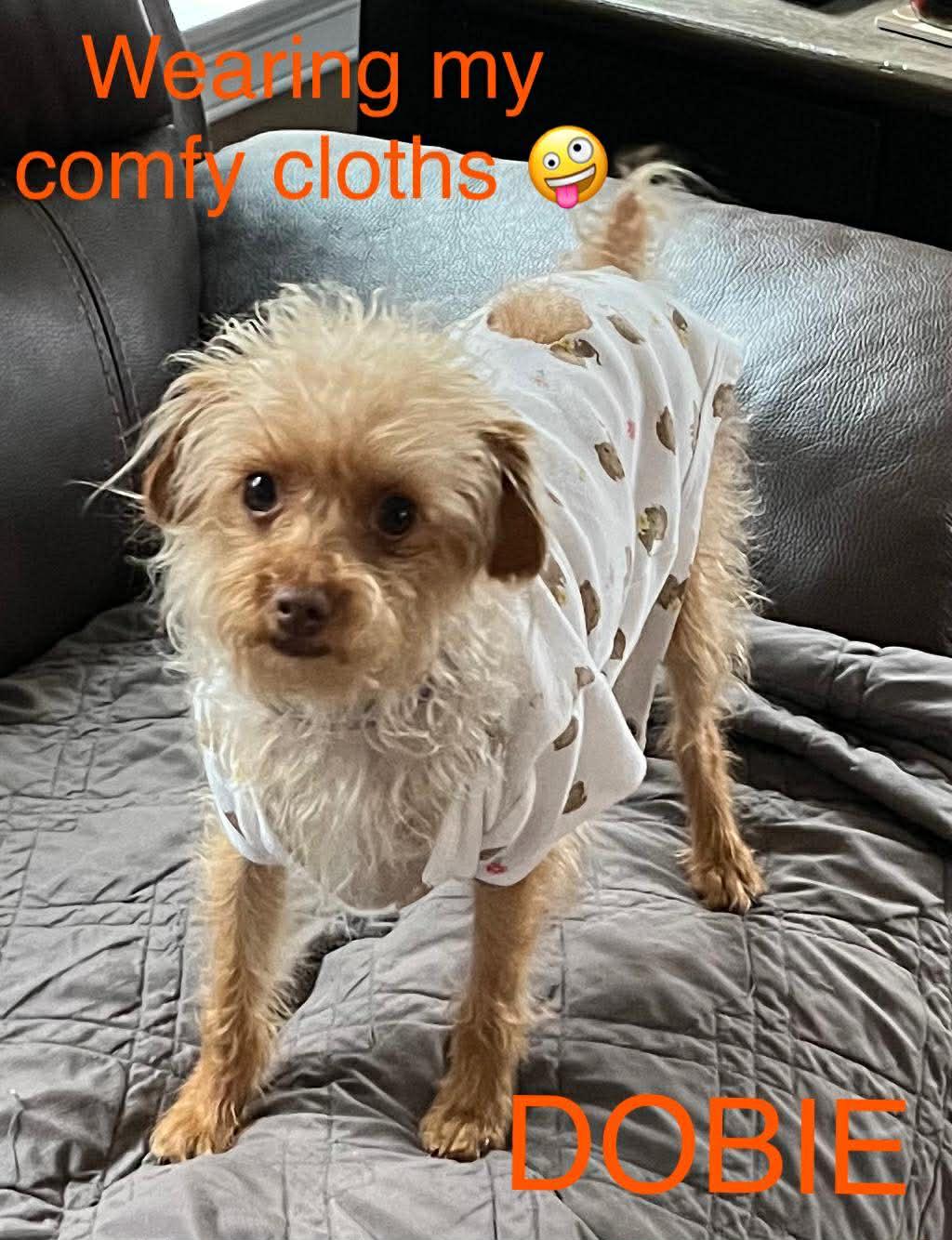 Dobie, Adopted, Adult Male Terrier.