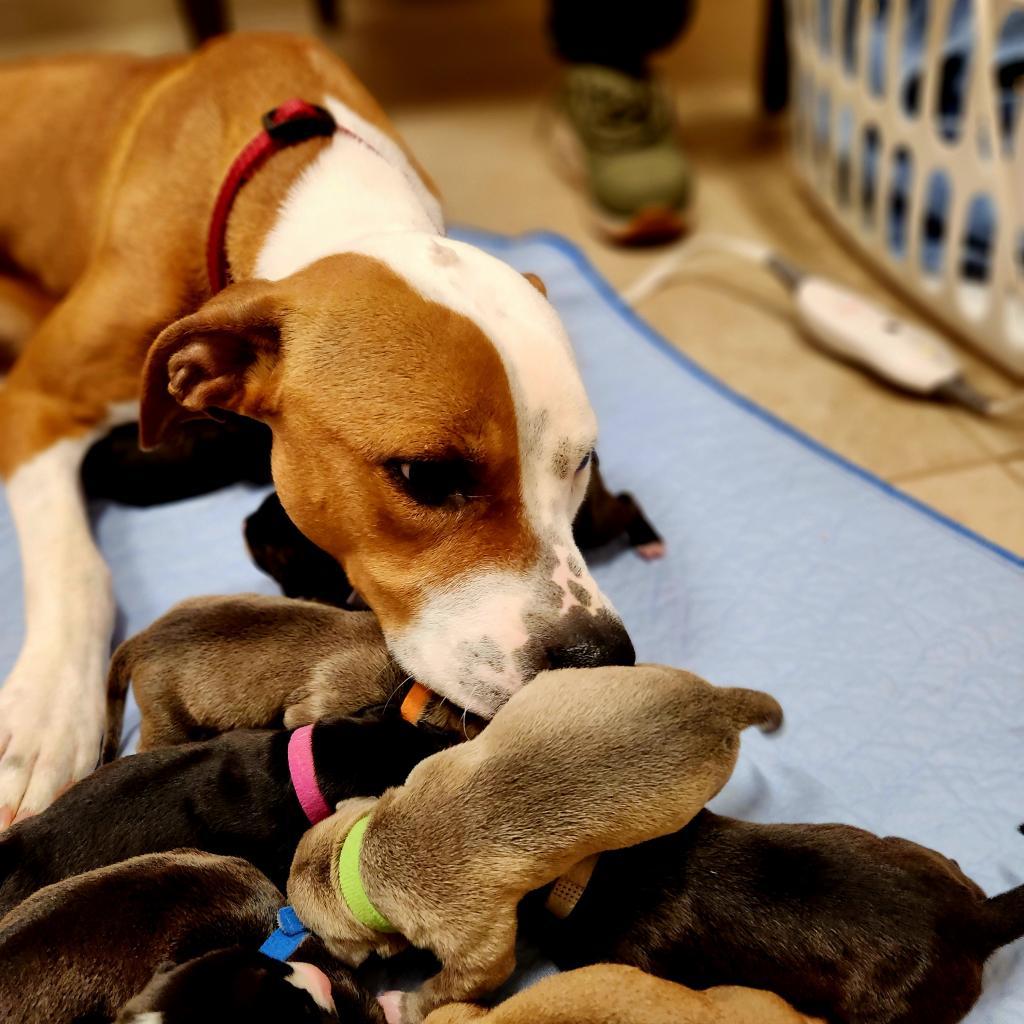 Chrissy, Adoptable, Adult Female Pit Bull Terrier.