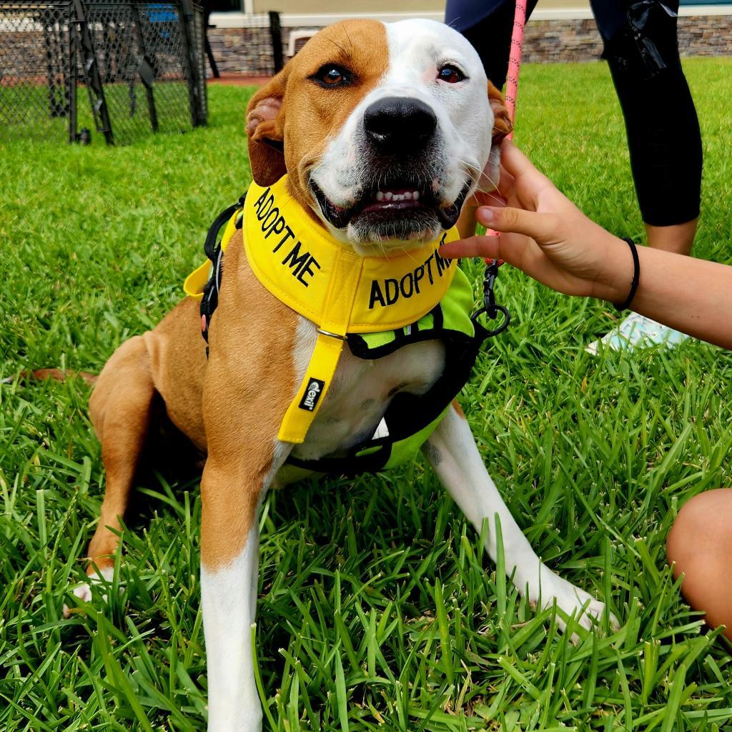 Chrissy, a Adoptable Pit Bull Terrier in Jacksonville, FL image 3/6