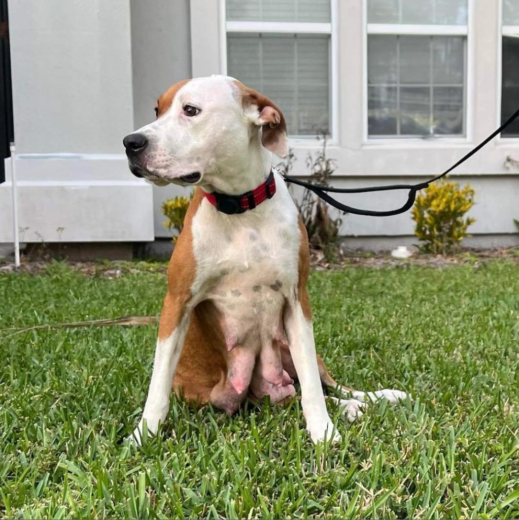 Chrissy, a Adoptable Pit Bull Terrier in Jacksonville, FL image 4/6