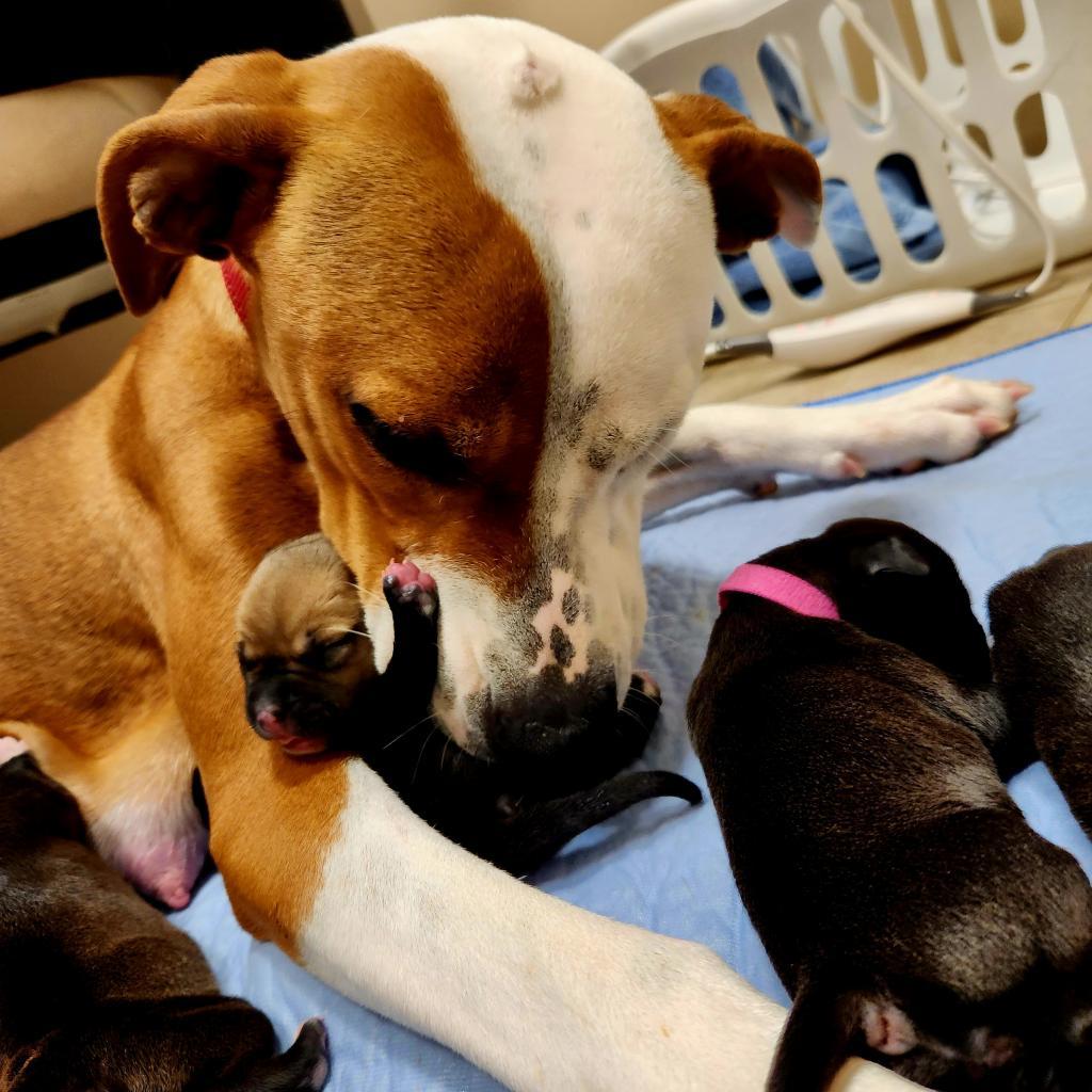 Chrissy, a Adoptable Pit Bull Terrier in Jacksonville, FL image 5/6