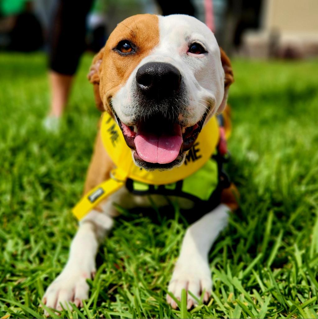Chrissy, a Adoptable Pit Bull Terrier in Jacksonville, FL image 6/6