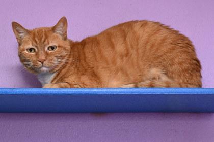 Bonnie, an adoptable Domestic Short Hair in Baton Rouge, LA image 1/2