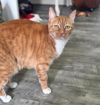 Bonnie, an adoptable Domestic Short Hair in Baton Rouge, LA image 2/2