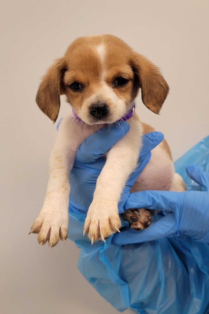 Tiana, Adoptable, Puppy Female Chihuahua & Mixed Breed.