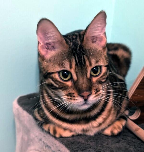 Enlarge BONGO, a ADOPTABLE Bengal in Racine, WI image 1/3