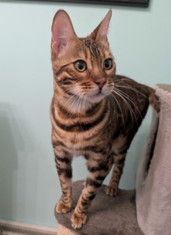 Enlarge BONGO, a ADOPTABLE Bengal in Racine, WI image 2/3
