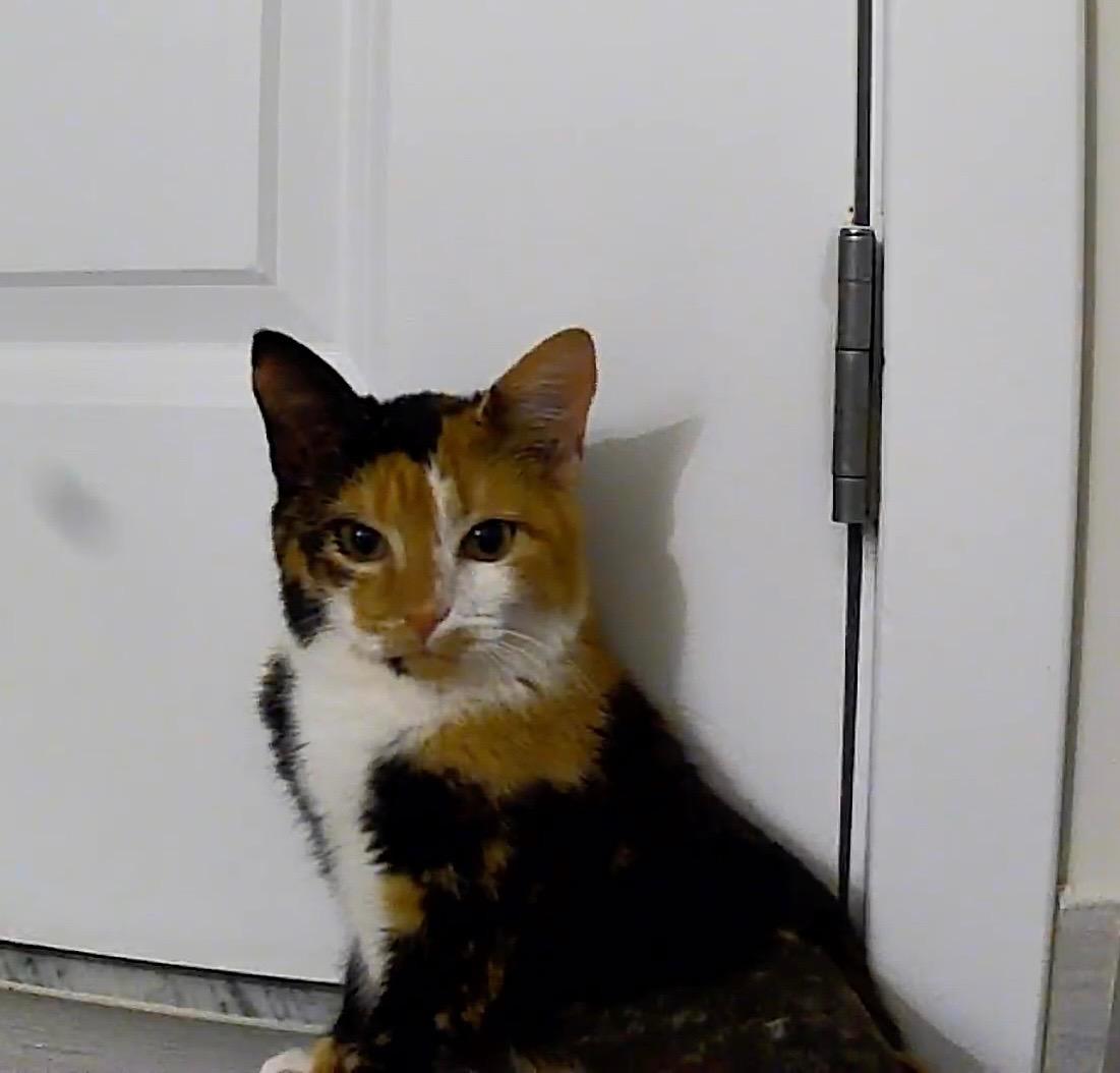 Enlarge Puzzle, a Adoptable Domestic Short Hair in Silver Spring , MD image 2/6