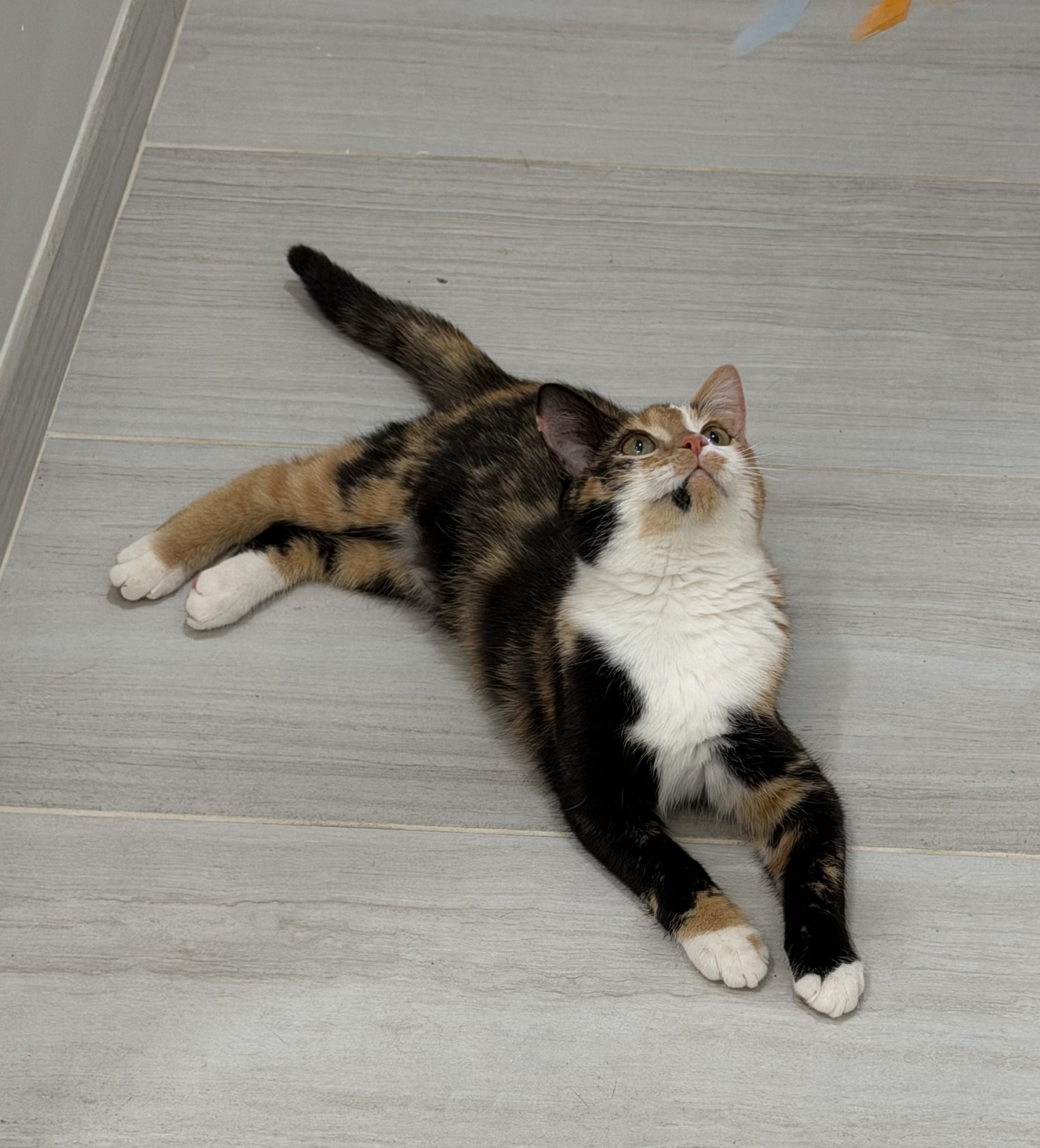 Puzzle, Adoptable, Young Female Domestic Short Hair.