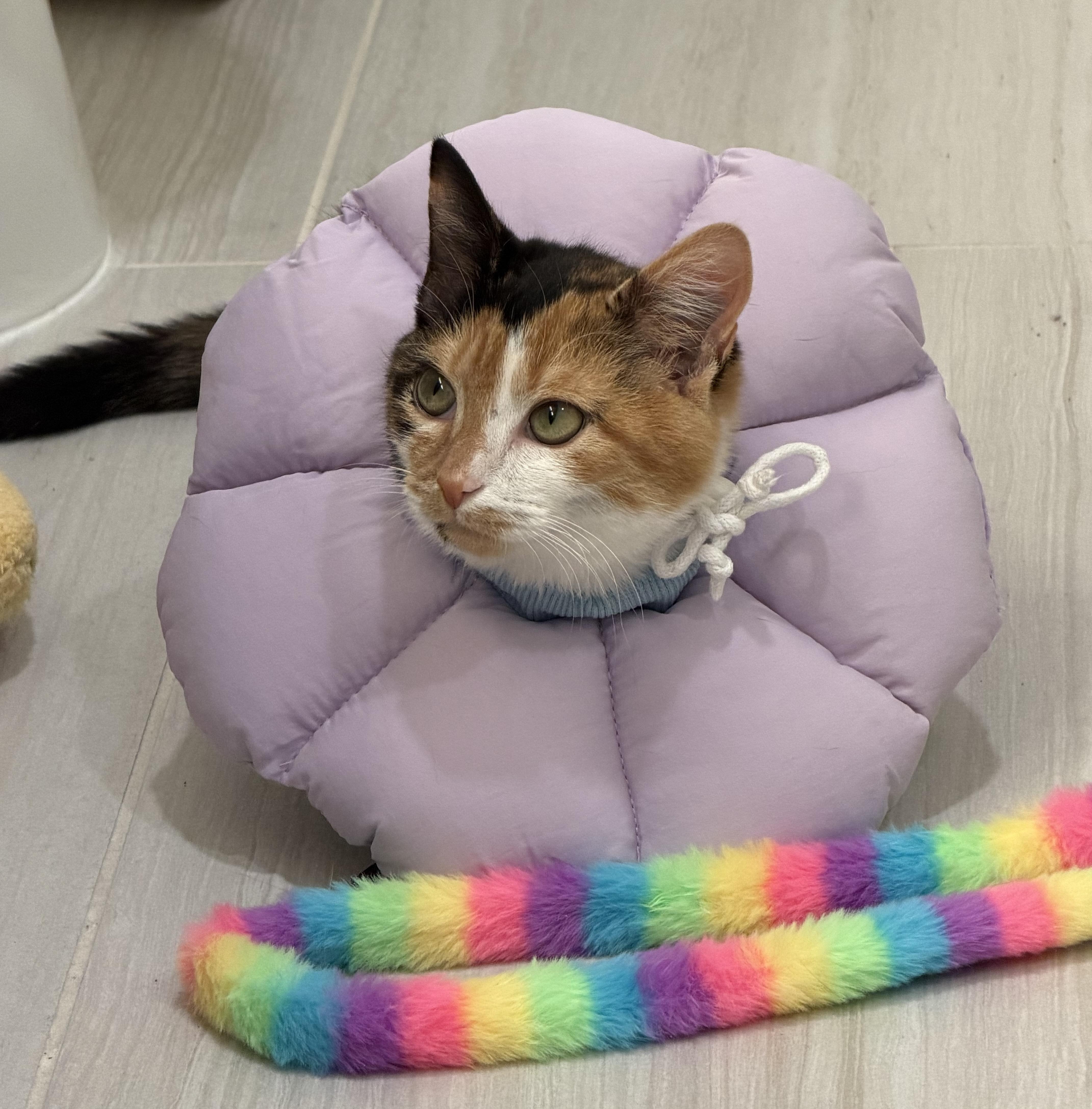 Enlarge Puzzle, a Adoptable Domestic Short Hair in Silver Spring , MD image 3/6