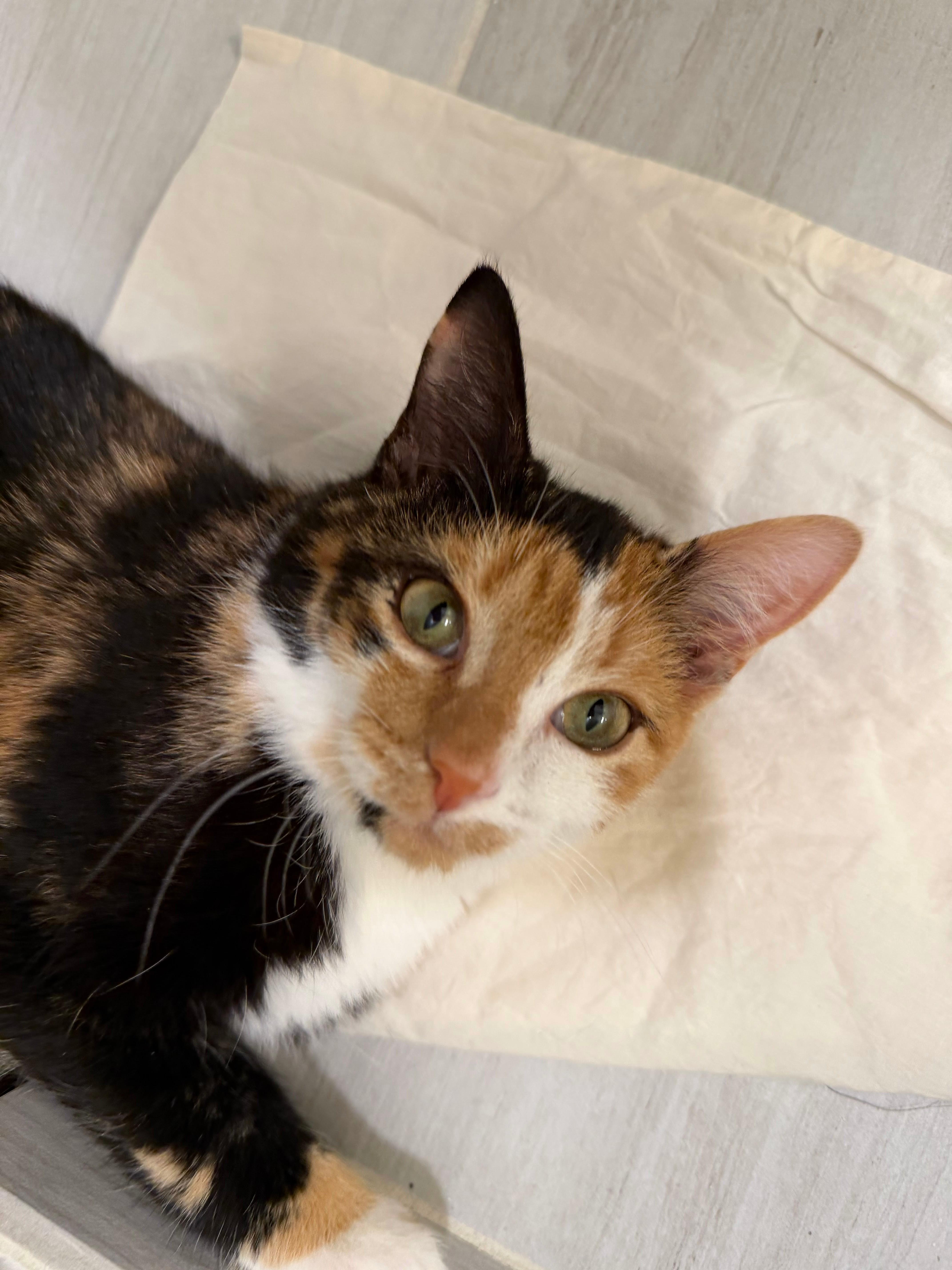 Enlarge Puzzle, a Adoptable Domestic Short Hair in Silver Spring , MD image 4/6