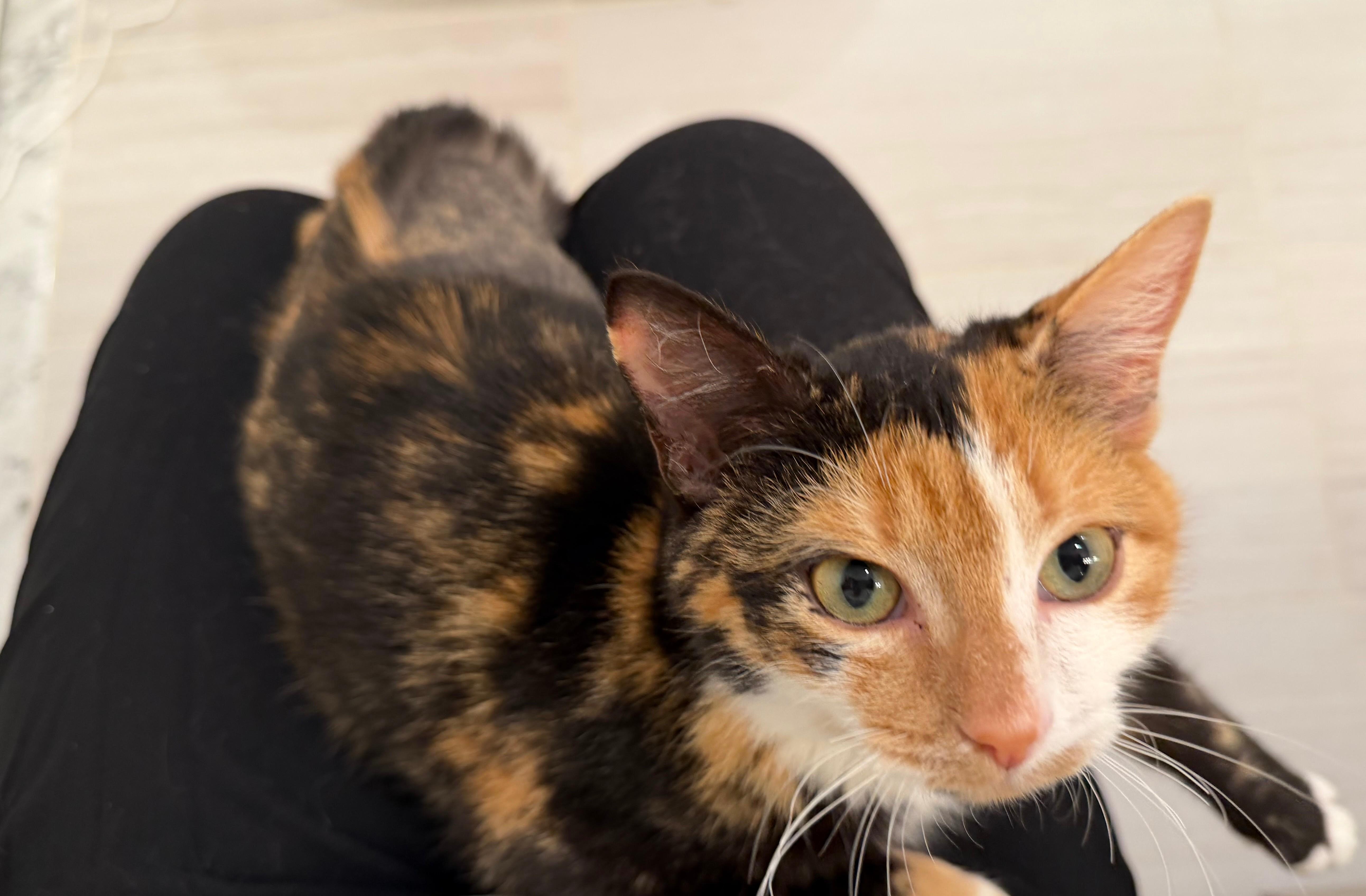 Enlarge Puzzle, a Adoptable Domestic Short Hair in Silver Spring , MD image 5/6