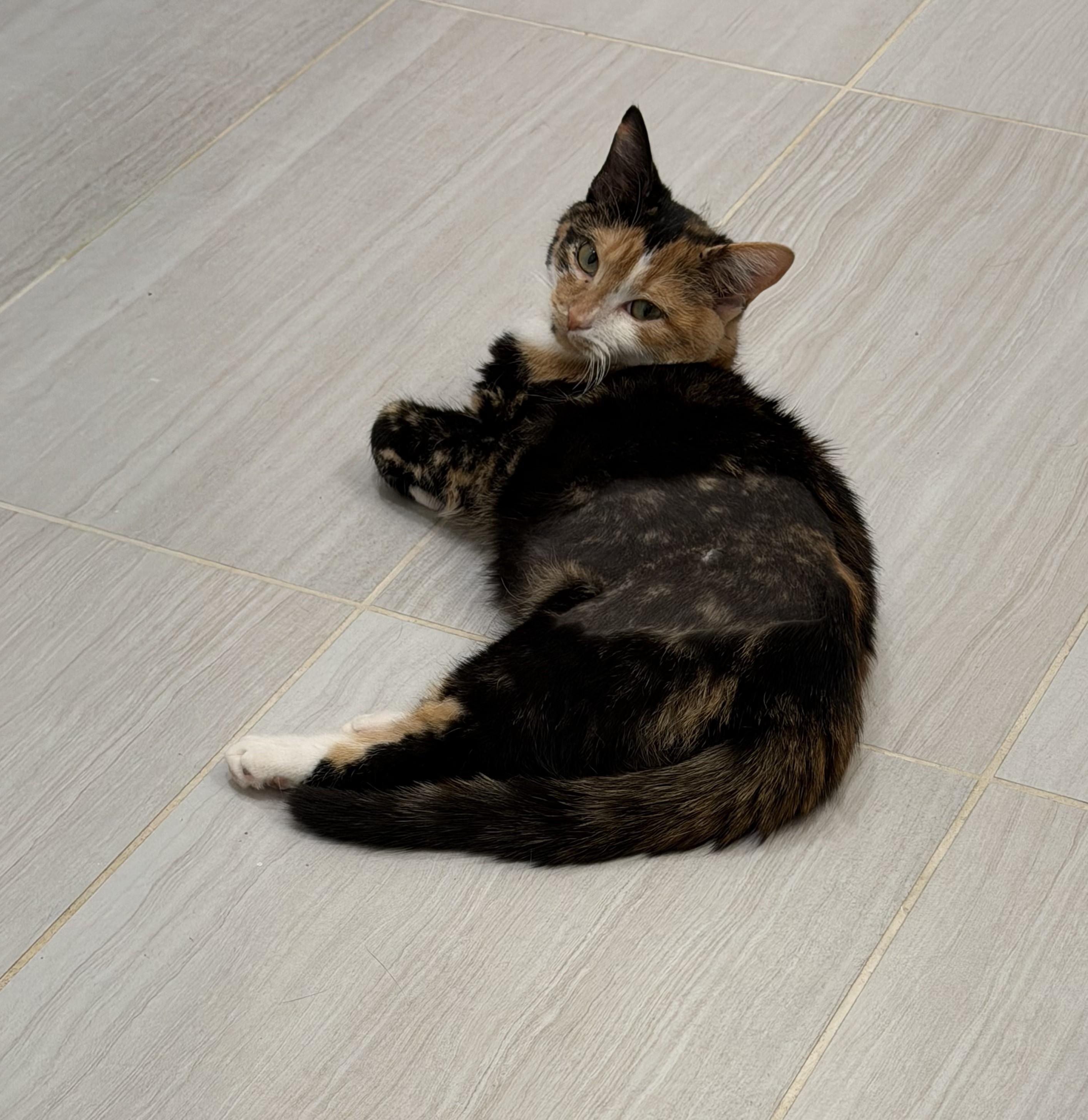 Cat Adopted - Puzzle an Domestic Short Hair Cat in Silver Spring