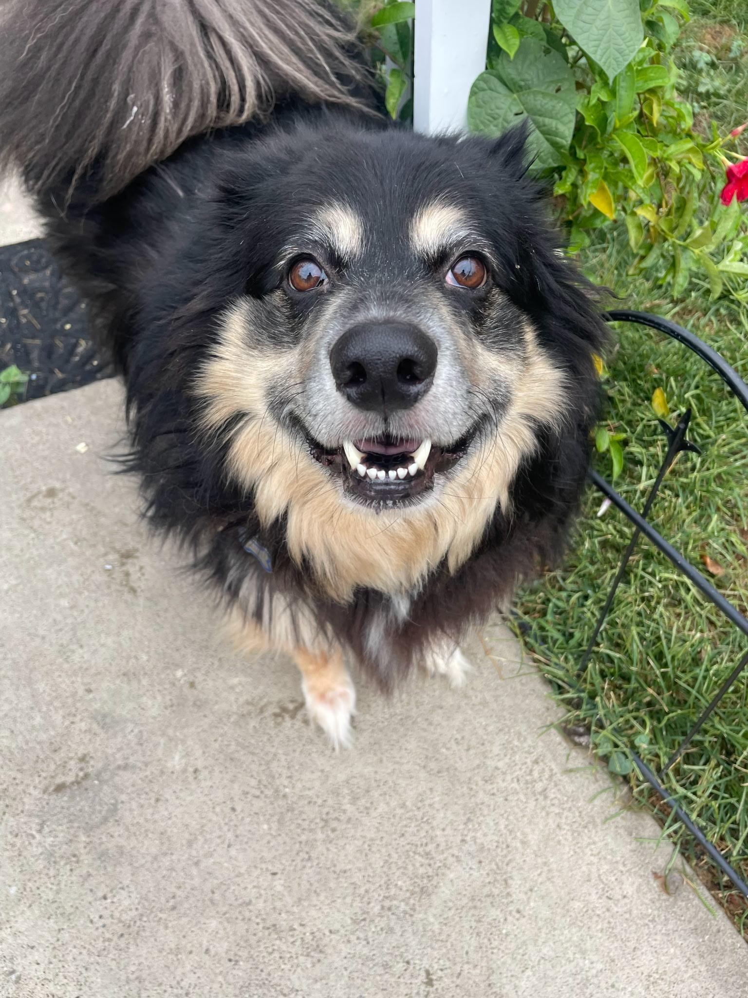 Salem, a Adoptable mixed breed in Evans City, PA image 1/3