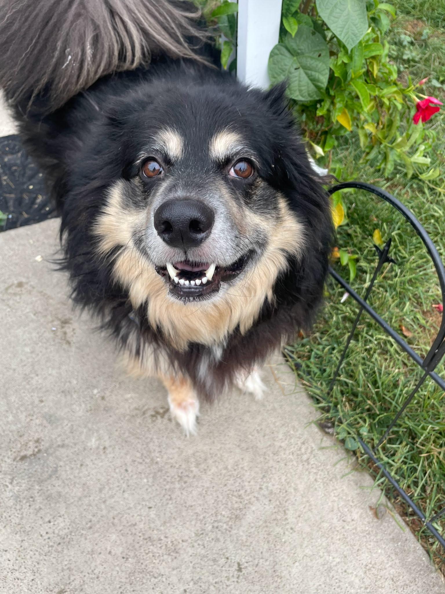 Salem, a Adoptable mixed breed in Evans City, PA image 2/3