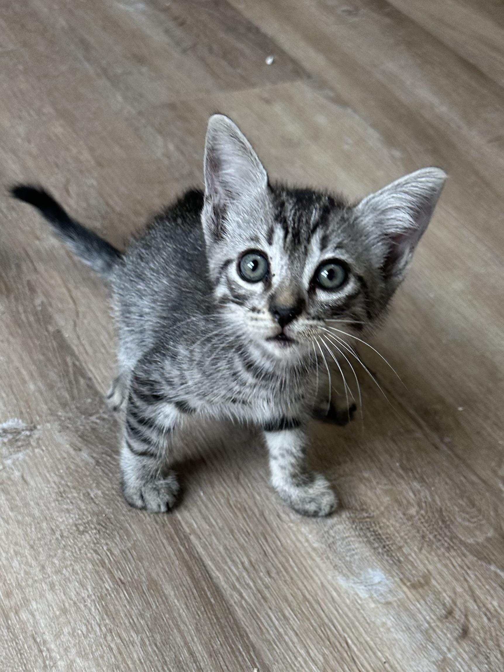 River, Baby Male Tabby