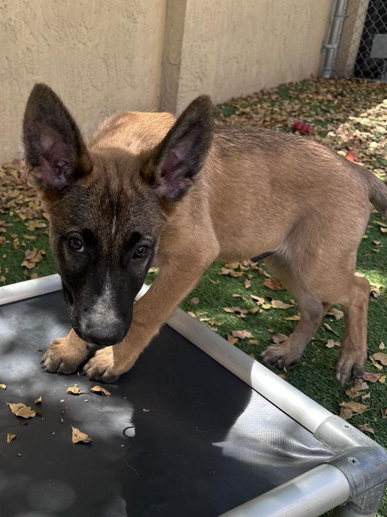 Zelda, Adopted, Puppy Female Shepherd.